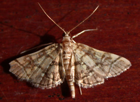 Checkered Apogeshna